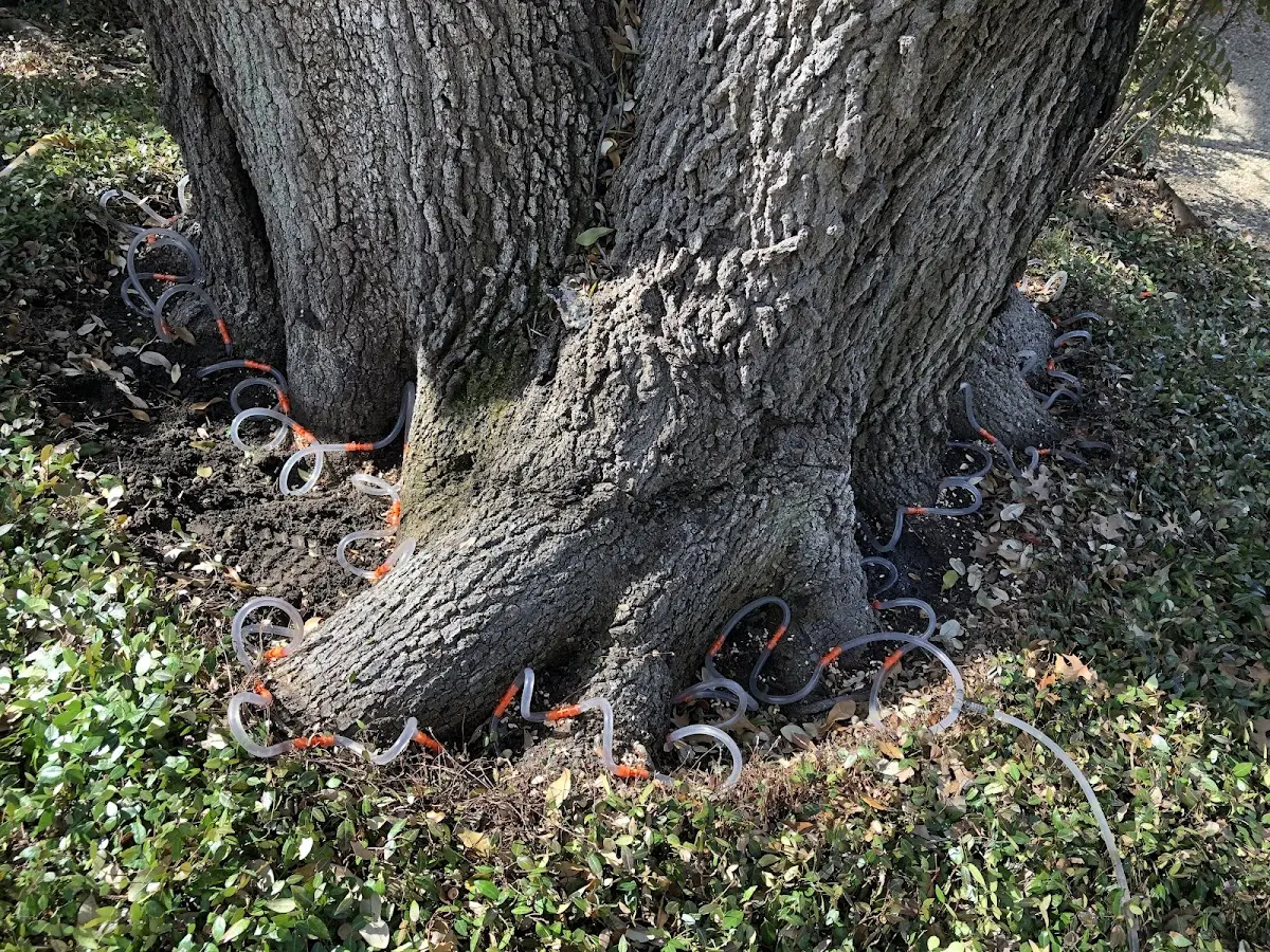 Detailed Tree Cabling and Bracing job site in Methuen